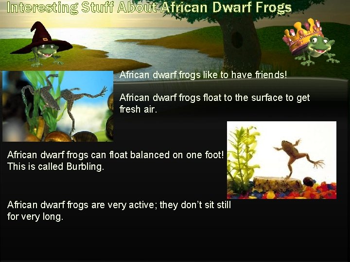 Interesting Stuff About African Dwarf Frogs African dwarf frogs like to have friends! African