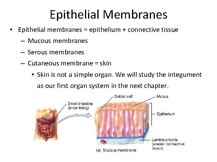 Epithelial Membranes • Epithelial membranes = epithelium + connective tissue – Mucous membranes –
