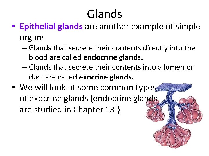 Glands • Epithelial glands are another example of simple organs – Glands that secrete
