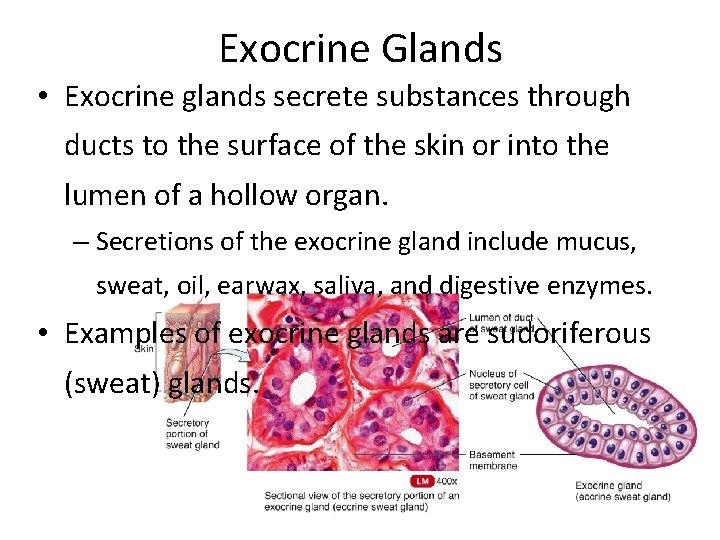 Exocrine Glands • Exocrine glands secrete substances through ducts to the surface of the