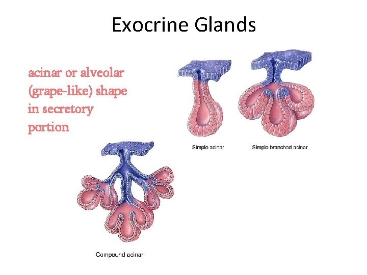 Exocrine Glands acinar or alveolar (grape-like) shape in secretory portion 