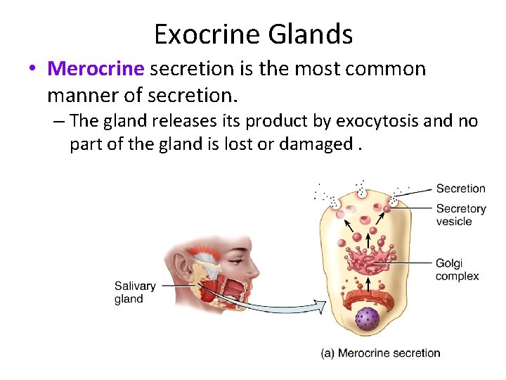 Exocrine Glands • Merocrine secretion is the most common manner of secretion. – The