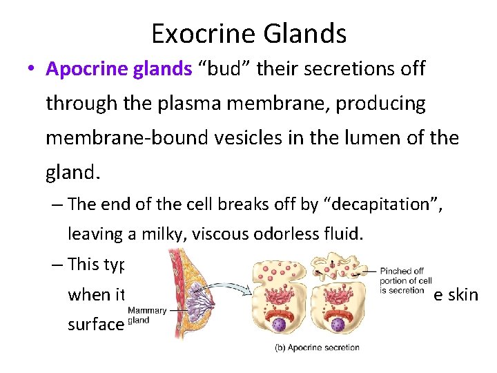 Exocrine Glands • Apocrine glands “bud” their secretions off through the plasma membrane, producing