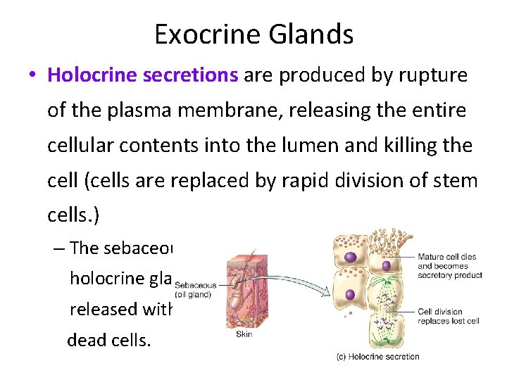 Exocrine Glands • Holocrine secretions are produced by rupture of the plasma membrane, releasing