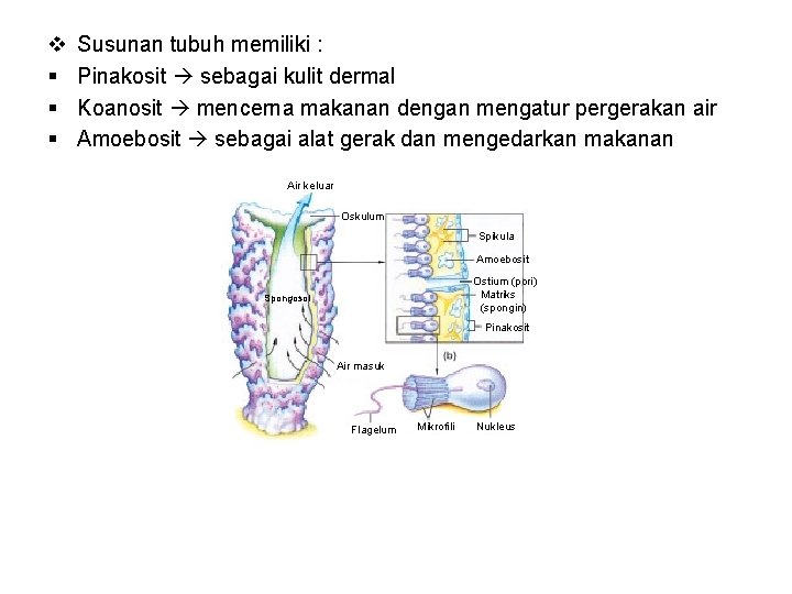 v § § § Susunan tubuh memiliki : Pinakosit sebagai kulit dermal Koanosit mencerna