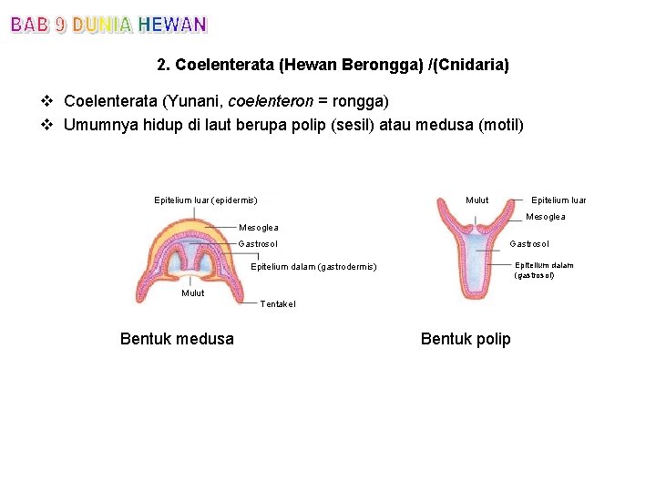 2. Coelenterata (Hewan Berongga) /(Cnidaria) v Coelenterata (Yunani, coelenteron = rongga) v Umumnya hidup
