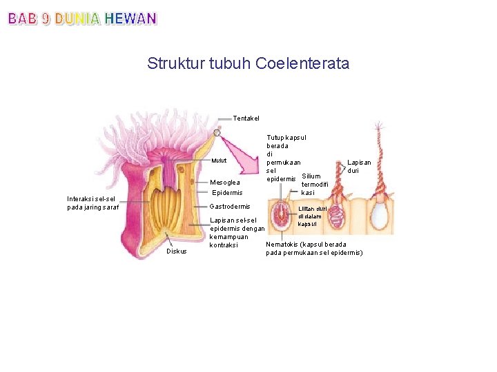 Struktur tubuh Coelenterata Tentakel Mulut Mesoglea Epidermis Interaksi sel-sel pada jaring saraf Gastrodermis Diskus