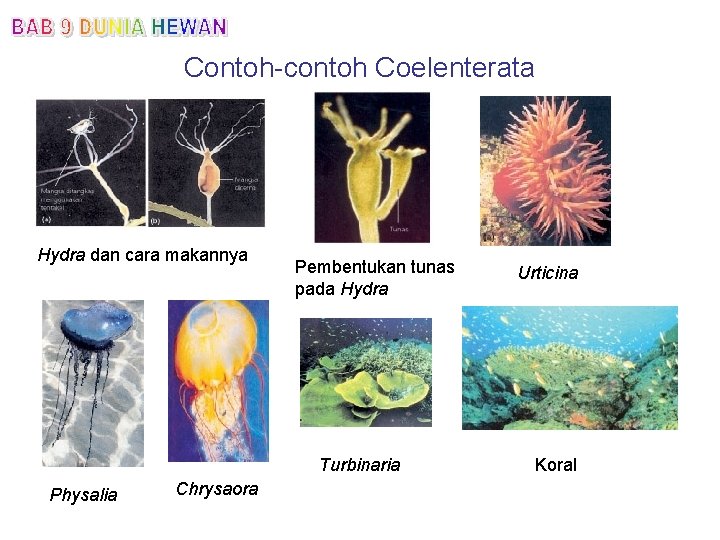Contoh-contoh Coelenterata Hydra dan cara makannya Pembentukan tunas pada Hydra Turbinaria Physalia Chrysaora Urticina