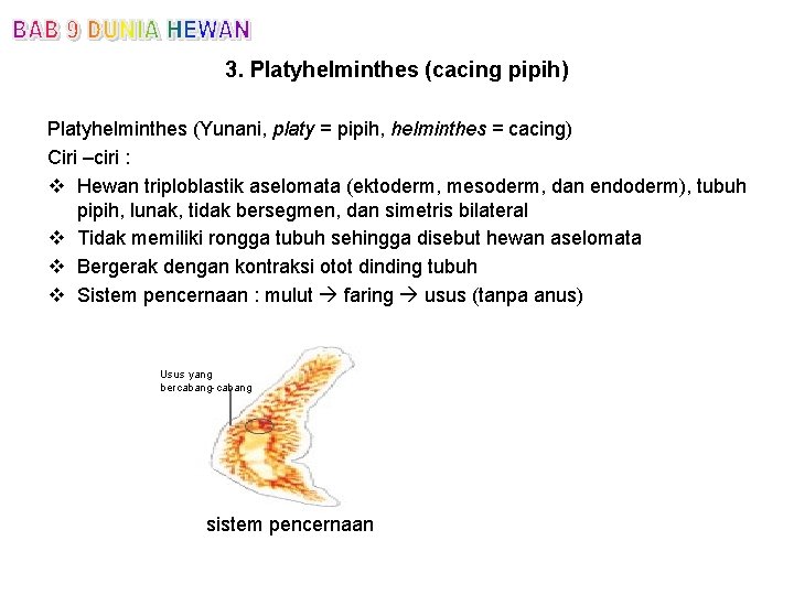 3. Platyhelminthes (cacing pipih) Platyhelminthes (Yunani, platy = pipih, helminthes = cacing) Ciri –ciri