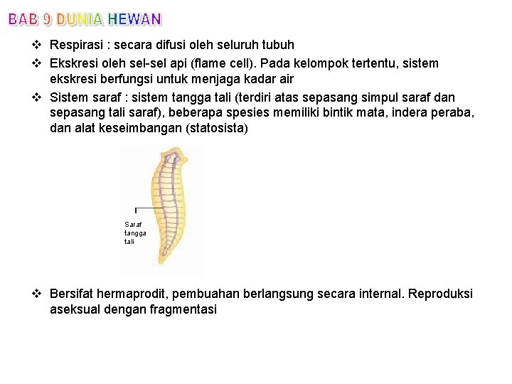 v Respirasi : secara difusi oleh seluruh tubuh v Ekskresi oleh sel-sel api (flame