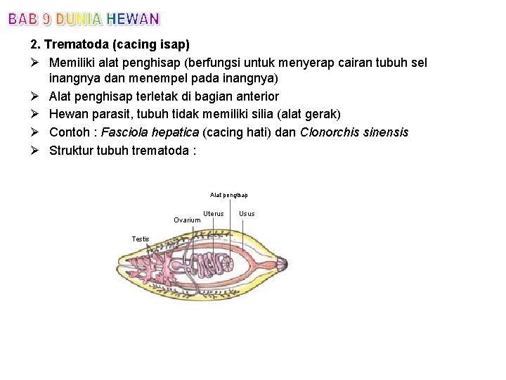 2. Trematoda (cacing isap) Ø Memiliki alat penghisap (berfungsi untuk menyerap cairan tubuh sel