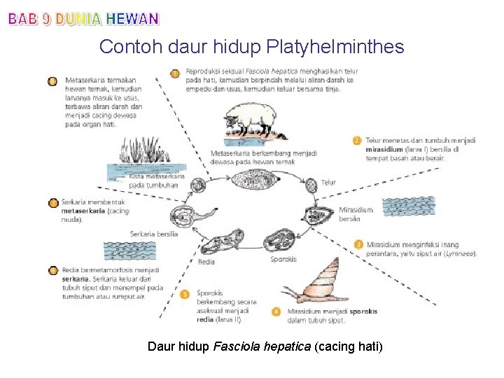Contoh daur hidup Platyhelminthes Daur hidup Fasciola hepatica (cacing hati) 