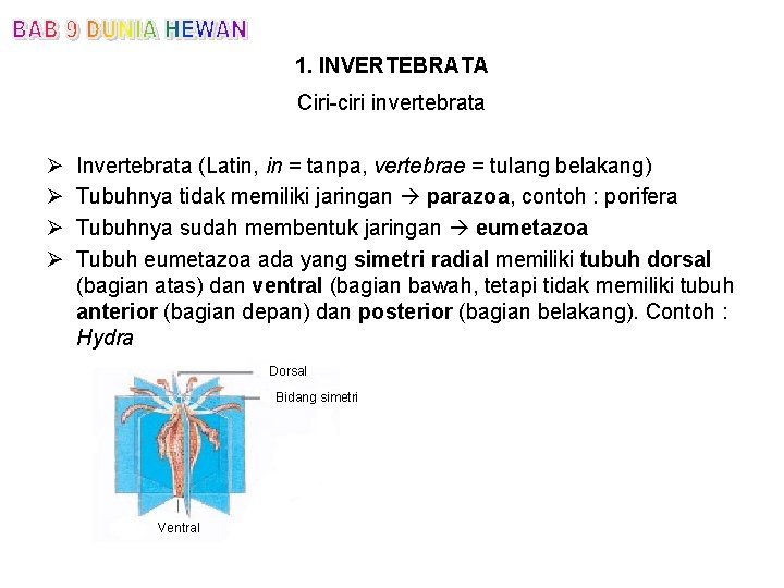 1. INVERTEBRATA Ciri-ciri invertebrata Ø Ø Invertebrata (Latin, in = tanpa, vertebrae = tulang