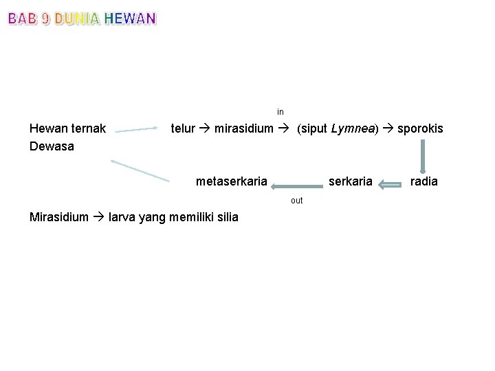 in Hewan ternak Dewasa telur mirasidium (siput Lymnea) sporokis metaserkaria out Mirasidium larva yang