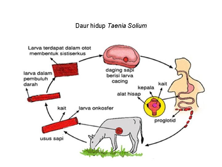 Daur hidup Taenia Solium 