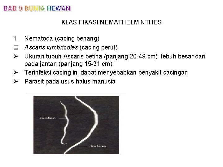 KLASIFIKASI NEMATHELMINTHES 1. Nematoda (cacing benang) q Ascaris lumbricoles (cacing perut) Ø Ukuran tubuh