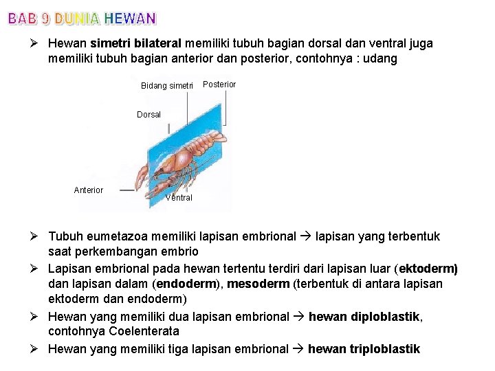 Ø Hewan simetri bilateral memiliki tubuh bagian dorsal dan ventral juga memiliki tubuh bagian