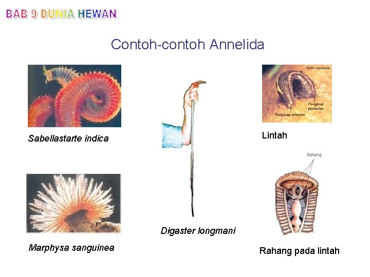 Contoh-contoh Annelida Lintah Sabellastarte indica Digaster longmani Marphysa sanguinea Rahang pada lintah 