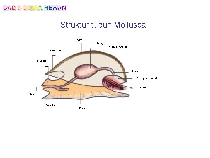 Struktur tubuh Mollusca Mantel Lambung Massa viseral Cangkang Kepala Anus Rongga mantel Insang Mulut