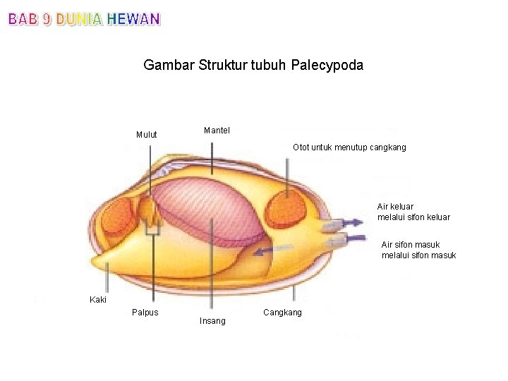 Gambar Struktur tubuh Palecypoda Mulut Mantel Otot untuk menutup cangkang Air keluar melalui sifon