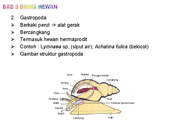 2. Ø Ø Ø Gastropoda Berkaki perut alat gerak Bercangkang Termasuk hewan hermaprodit Contoh