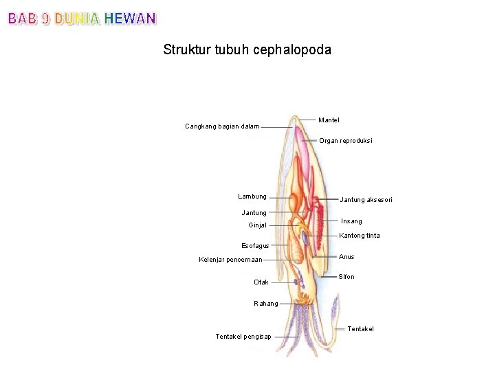 Struktur tubuh cephalopoda Cangkang bagian dalam Mantel Organ reproduksi Lambung Jantung aksesori Jantung Ginjal