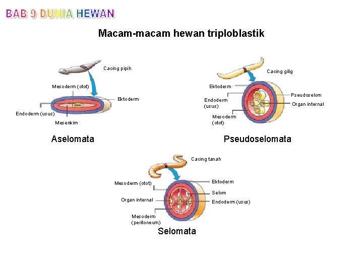 Macam-macam hewan triploblastik Cacing pipih Cacing gilig Mesoderm (otot) Ektoderm Endoderm (usus) Pseudoselom Mesoderm