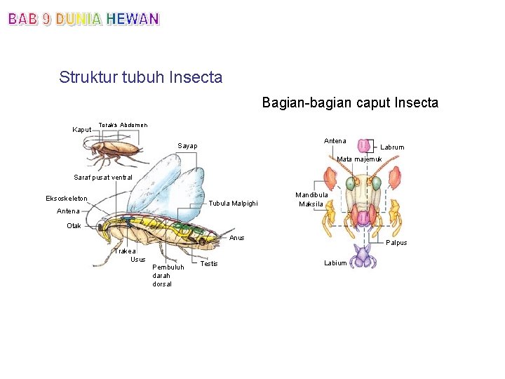 Struktur tubuh Insecta Bagian-bagian caput Insecta Kaput Toraks Abdomen Antena Sayap Labrum Mata majemuk