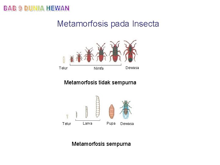 Metamorfosis pada Insecta Telur Dewasa Nimfa Metamorfosis tidak sempurna Telur Larva Pupa Dewasa Metamorfosis