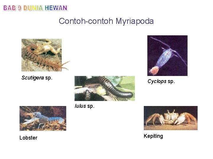 Contoh-contoh Myriapoda Scutigera sp. Cyclops sp. Iulus sp. Lobster Kepiting 