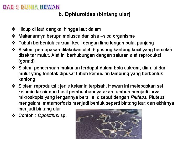 b. Ophiuroidea (bintang ular) v v Hidup di laut dangkal hingga laut dalam Makanannya