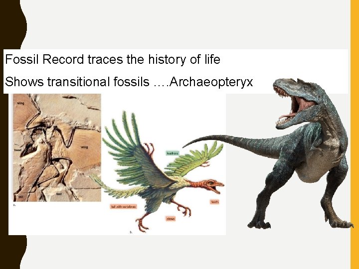 Fossil Record traces the history of life Shows transitional fossils …. Archaeopteryx 