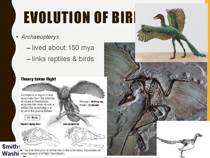 EVOLUTION OF BIRDS • Archaeopteryx – lived about 150 mya – links reptiles &