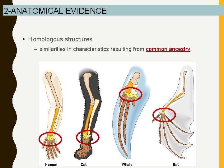 2 -ANATOMICAL EVIDENCE • Homologous structures – similarities in characteristics resulting from common ancestry