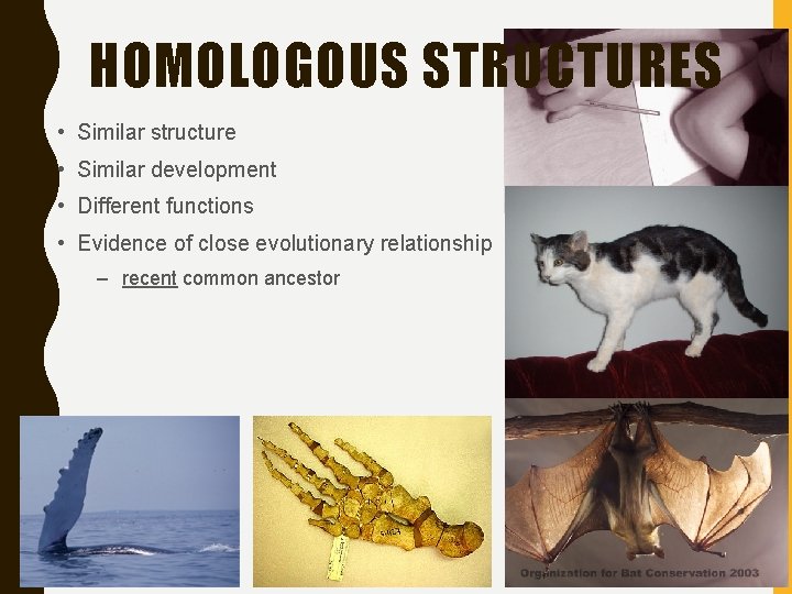 HOMOLOGOUS STRUCTURES • Similar structure • Similar development • Different functions • Evidence of