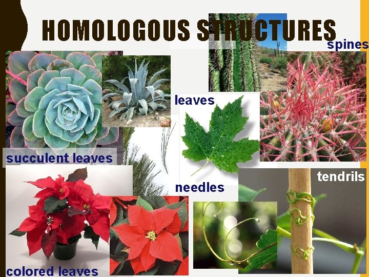 HOMOLOGOUS STRUCTURESspines leaves succulent leaves needles colored leaves tendrils 