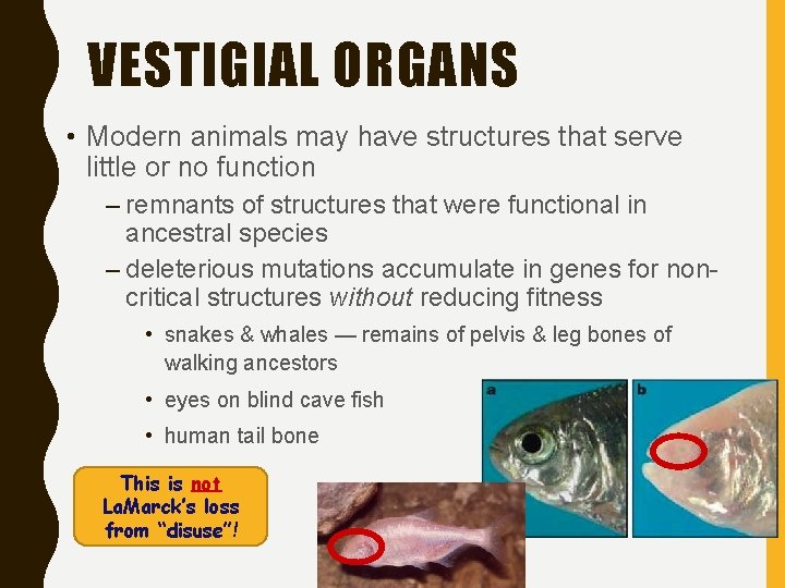 VESTIGIAL ORGANS • Modern animals may have structures that serve little or no function