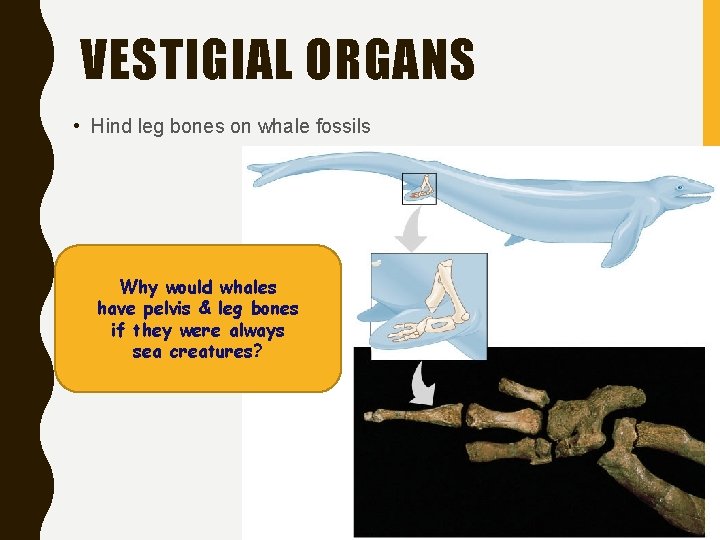 VESTIGIAL ORGANS • Hind leg bones on whale fossils Why would whales have pelvis