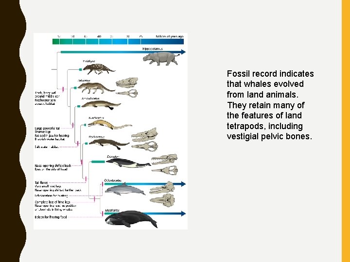 Fossil record indicates that whales evolved from land animals. They retain many of the