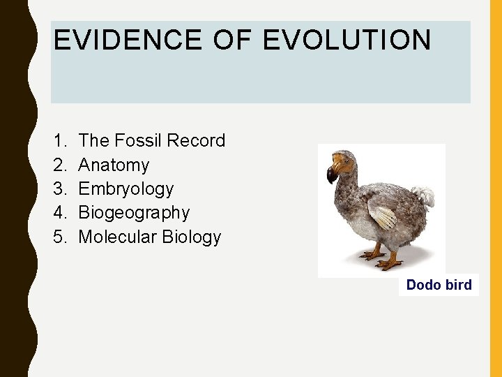 EVIDENCE OF EVOLUTION 1. 2. 3. 4. 5. The Fossil Record Anatomy Embryology Biogeography