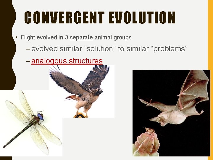 CONVERGENT EVOLUTION • Flight evolved in 3 separate animal groups – evolved similar “solution”