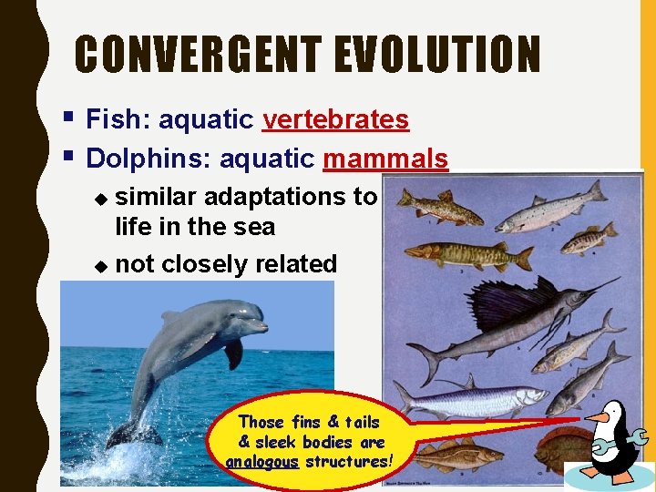 CONVERGENT EVOLUTION § Fish: aquatic vertebrates § Dolphins: aquatic mammals similar adaptations to life