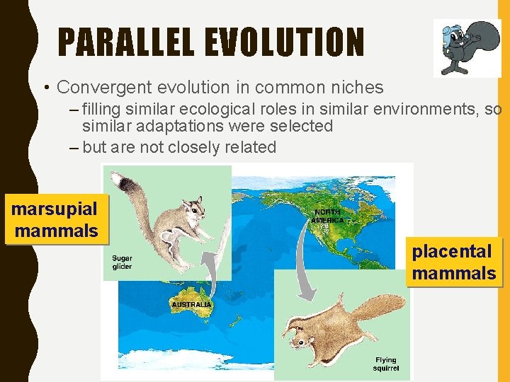 PARALLEL EVOLUTION • Convergent evolution in common niches – filling similar ecological roles in