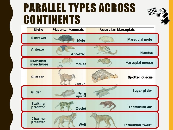 PARALLEL TYPES ACROSS CONTINENTS Niche Burrower Placental Mammals Mole Marsupial mole Anteater Numbat Anteater