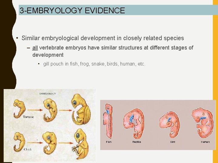 3 -EMBRYOLOGY EVIDENCE • Similar embryological development in closely related species – all vertebrate