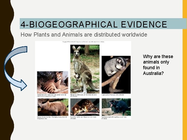 4 -BIOGEOGRAPHICAL EVIDENCE How Plants and Animals are distributed worldwide Why are these animals