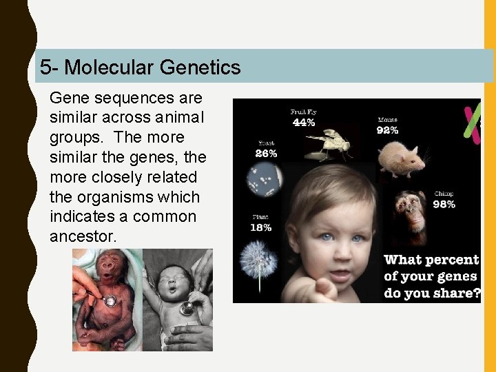 5 - Molecular Genetics Gene sequences are similar across animal groups. The more similar