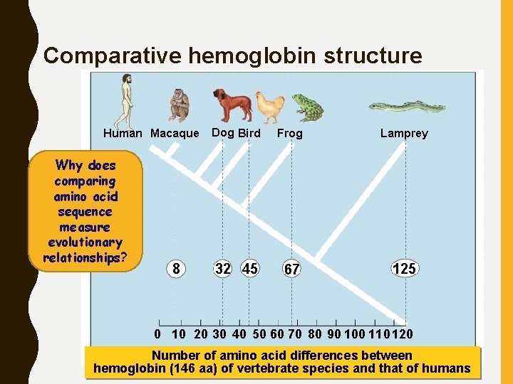 Comparative hemoglobin structure Human Macaque Why does comparing amino acid sequence measure evolutionary relationships?