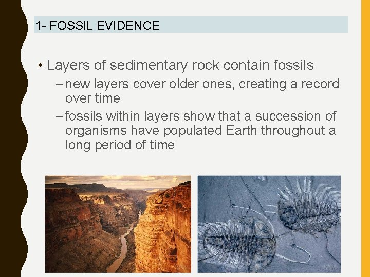 1 - FOSSIL EVIDENCE • Layers of sedimentary rock contain fossils – new layers