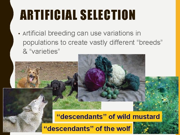 ARTIFICIAL SELECTION • Artificial breeding can use variations in populations to create vastly different